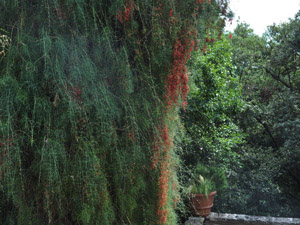 Vivers Càrex - Ephedra altissima